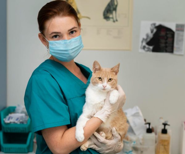 veterinario